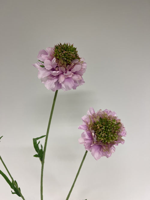 My Flowers.shop Roze scabiosa zijden bloem | Lengte 65 centimeter | Per stuk - vtwonen shop