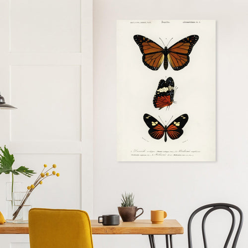 Artfulprints  Charles Dessalines d'Orbigny - Butterfly   poster A4 21x29.7 cm - vtwonen shop