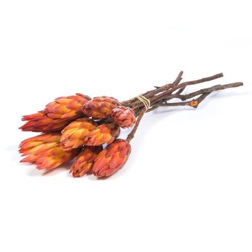 My Flowers.shop Rood oranje gedroogde Protea Pendula | Lengte ± 45 centimeter | Per 10 takken - vtwonen shop