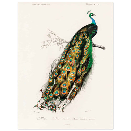Artfulprints  Charles Dessalines d'Orbigny - Indian peafowl (pavo cristatus)   poster 30x40 cm - vtwonen shop