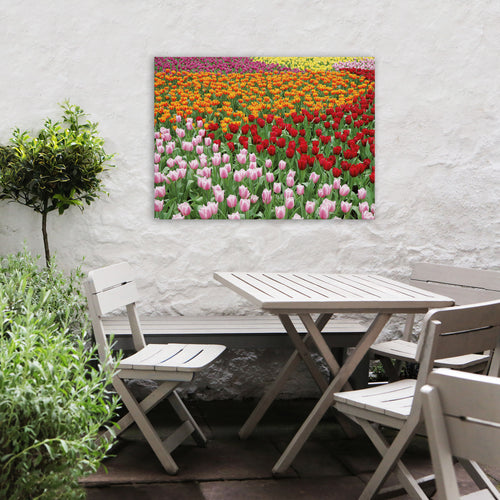 Art for the Home Buitencanvas - Nederlands Tulpenveld - 50x70cm