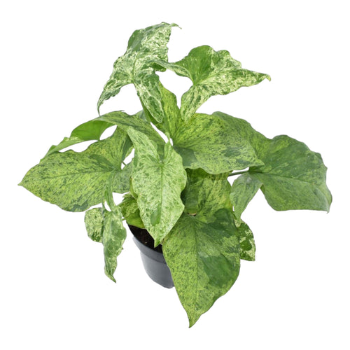 Trendyplants - Syngonium Mottled - Kamerplant - Hoogte 15-35 cm - Potmaat Ø12cm - vtwonen shop