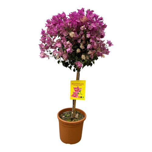 Trendyplants - Bougainvillea op stam - Tuinplant - Hoogte 100-120 cm - Potmaat Ø25cm - vtwonen shop