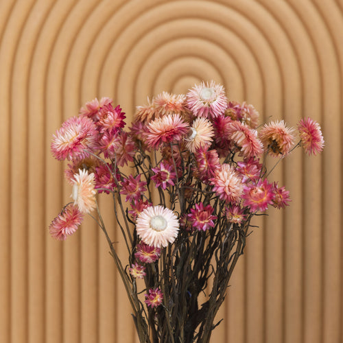 My Flowers.shop Gedroogde roze Helichrysum | Roze strobloemen droogbloemen | Lengte 55 centimeter | Per bos - vtwonen shop