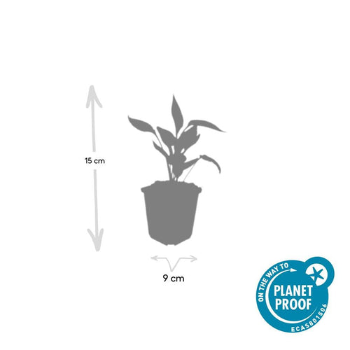 Trendyplants - Echinacea p. 'White Swan' - 24 stuks - Zonnehoed - Winterhard - Hoogte 10-30 cm - Potmaat Ø9cm - vtwonen shop