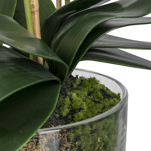 Flourify - Kunstbloem - Orchidee - 50 cm - vtwonen shop