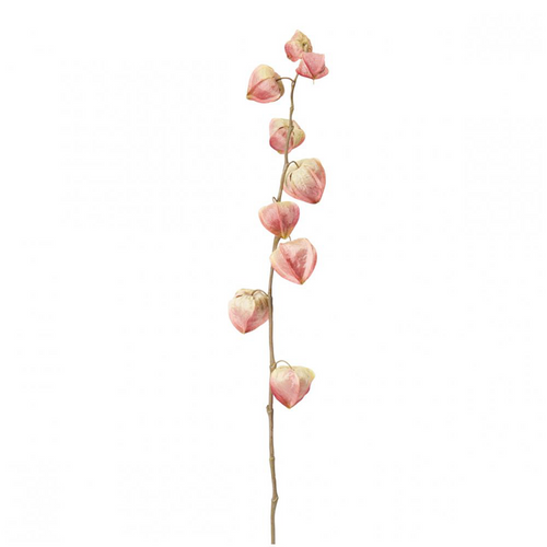 Sia Deco Kunstmatige Physalis Stengel - Roze - H54 - vtwonen shop