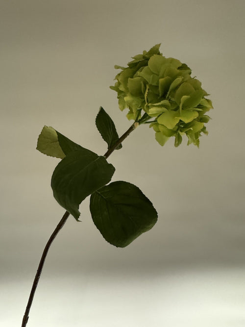 My Flowers.shop Groene zijden Hortensia | Zijden bloemen | Lengte 80 centimeter | Per stuk - vtwonen shop