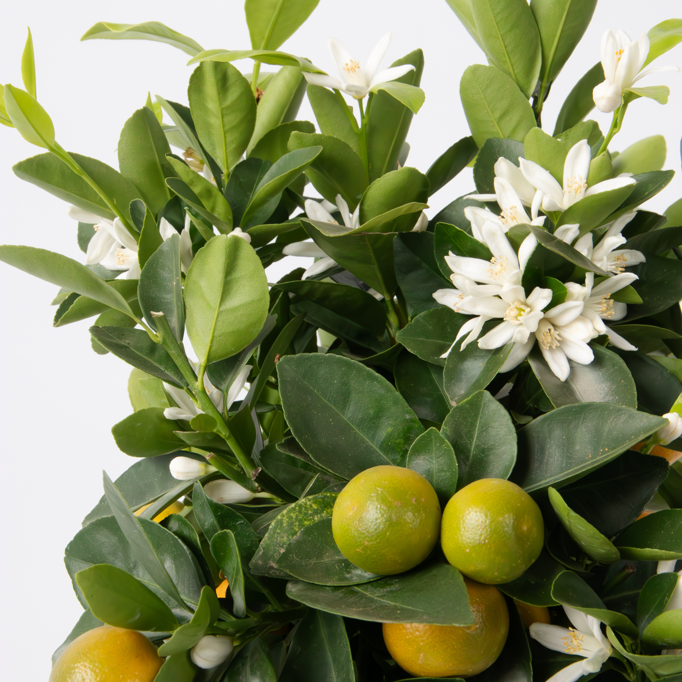 Plant in a Box - Citrus Calamondin op een rekje - Mini mandarijn - Kamerplant - Pot 14cm - Hoogte 25-40cm