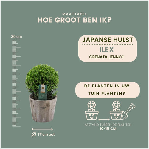 Trendyplants - Ilex crenata 'Jenny' in houten pot - Buxus bol - set van 2 stuks  - Winterhard - Hoogte 25-45 cm - Potmaat Ø20cm - vtwonen shop