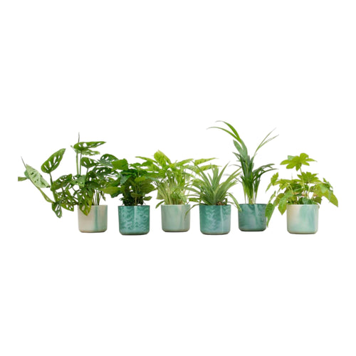 Trendyplants - Verrassingsbox - 6 kamerplanten inclusief elho Ocean Round pacifisch groen - Hoogte 20-40 cm - Potmaat Ø14cm - vtwonen shop