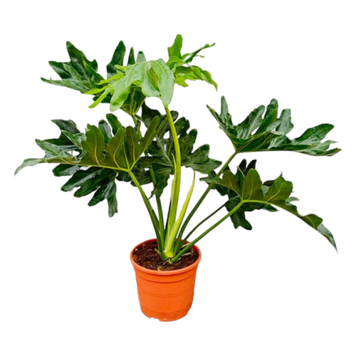 Trendyplants - Philodendron Selloum - Lace Tree Philodendron - Kamerplant - Hoogte 70-90 cm - Potmaat Ø22cm - vtwonen shop