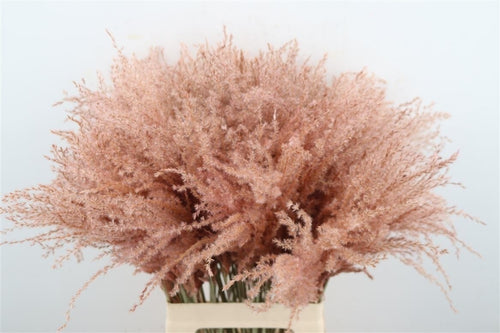 My Flowers.shop Roze gedroogd Vedergras | Roze Stipa of Stypa Penata | Lengte 55 centimeter | Per tien pluimpjes - vtwonen shop