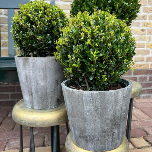 Trendyplants - Ilex crenata 'Jenny' in houten pot - Buxus bol - set van 2 stuks  - Winterhard - Hoogte 25-45 cm - Potmaat Ø20cm - vtwonen shop