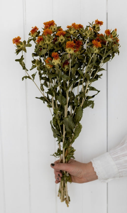 My Flowers.shop Naturel oranje gedroogde Bidens | Oranje Carthamus droogbloemen | Lengte ± 70 cm | Per bos - vtwonen shop