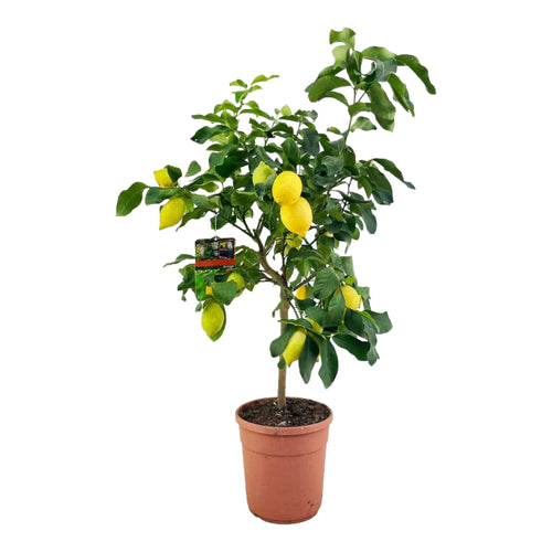 Trendyplants - Citroenboom - Tuinplant - Hoogte 140-160 cm - Potmaat Ø24cm - Citrus Lemon - vtwonen shop