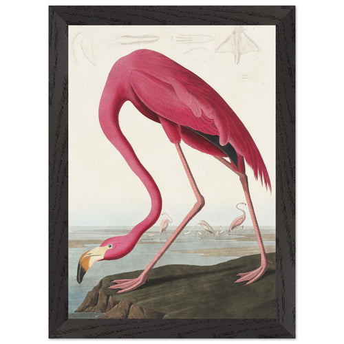 Artfulprints Poster met Lijst American flamingo   - A4 21x29.7 cm - Roze