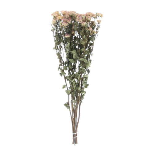 My Flowers.shop Tien gedroogde wit-roze trosrozen | Lengte 50 centimeter | Per bos te bestellen - vtwonen shop