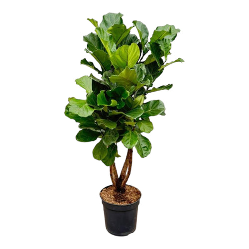 Trendyplants - Ficus Lyrata vertakt - Tabaksplant - Kamerplant - Hoogte 190-210 cm - Potmaat Ø32cm - vtwonen shop