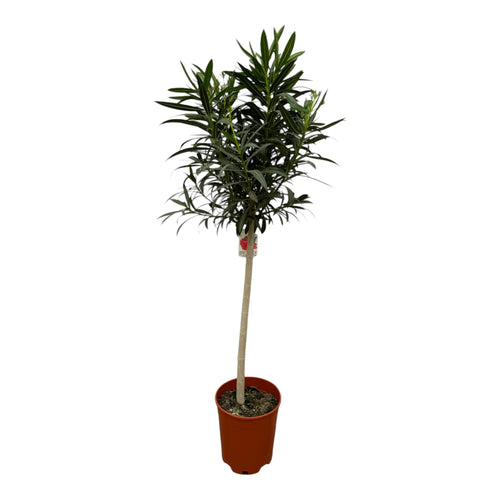 Trendyplants - Nerium Oleander op stam met rode bloem - Hoogte 180-200 cm - Tuinplant - Potmaat Ø31cm - vtwonen shop