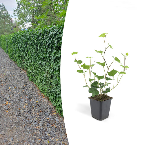 Trendyplants - Hedera Hibernica - 20 stuks - Atlantisch klimop - Winterhard - Hoogte 15-25cm - Potmaat Ø9cm - vtwonen shop