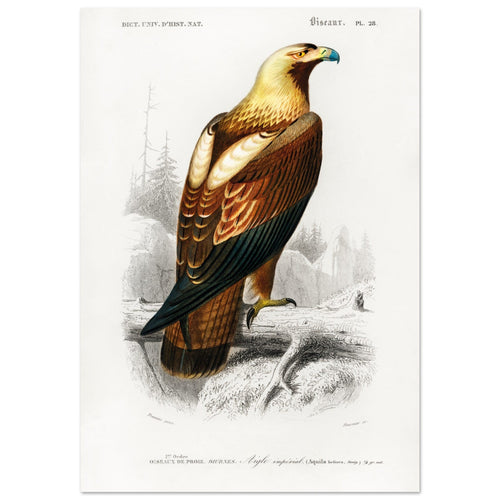 Artfulprints Poster met Lijst Charles Dessalines d'Orbigny - Eastern imperial eagle (aquila heliaca)   - A4 21x29.7 cm - Bruin