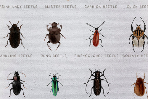 Canvas 60x40 Afdruk Beatles - vtwonen shop