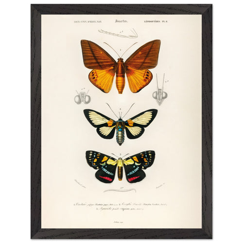Artfulprints Poster met Lijst Charles Dessalines d'Orbigny - Collection of moths   - 30x40 cm - Oranje