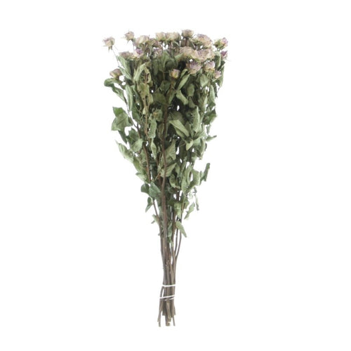 My Flowers.shop Tien gedroogde lavendel-grijze trosrozen | Lengte 50 centimeter | Per bos te bestellen - vtwonen shop