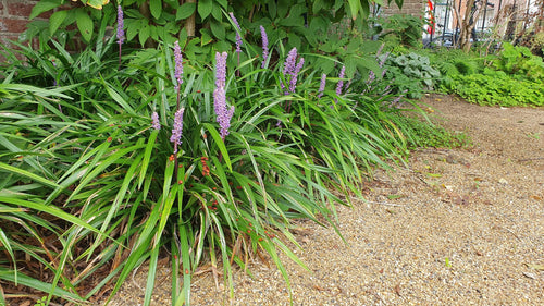 Trendyplants - Liriope muscari 'Ingwersen' - 12 stuks - Leliegras - Winterhard - Hoogte 10-30 cm - Potmaat Ø9cm - vtwonen shop