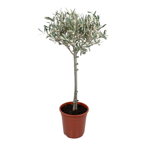 Trendyplants - Olea Olijf - Olijfboom op stam - Hoogte 80-100 cm - Potmaat Ø19cm - vtwonen shop