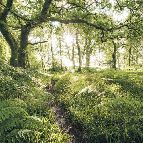 Sanders & Sanders fotobehang bosrijk landschap groen - 400 x 250 cm - 612534