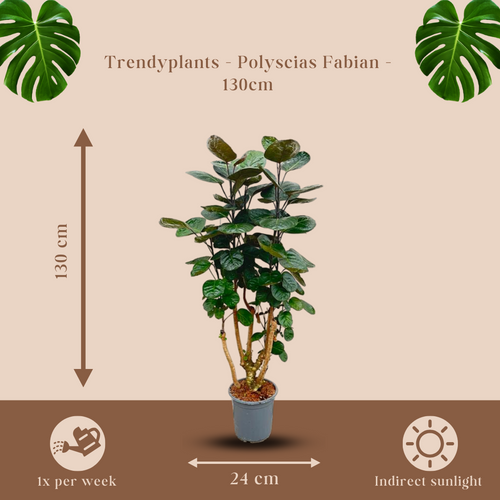 Trendyplants - Polyscias Fabian - Aralia - Kamerplant - Hoogte 120-140 cm - Potmaat Ø24cm - vtwonen shop