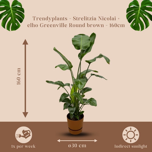 Trendyplants - Strelitzia Nicolai inclusief elho Greenville Round bruin - 160 cm - Ø30cm - vtwonen shop