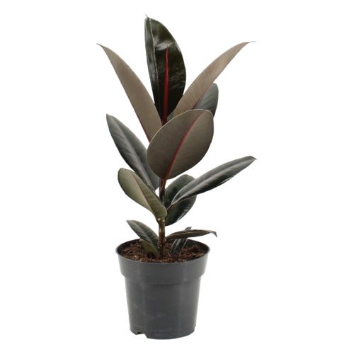 Trendyplants - Ficus Elastica Abidjan - Rubberboom - Kamerplant - Hoogte 45-65 cm - Potmaat Ø17cm - vtwonen shop