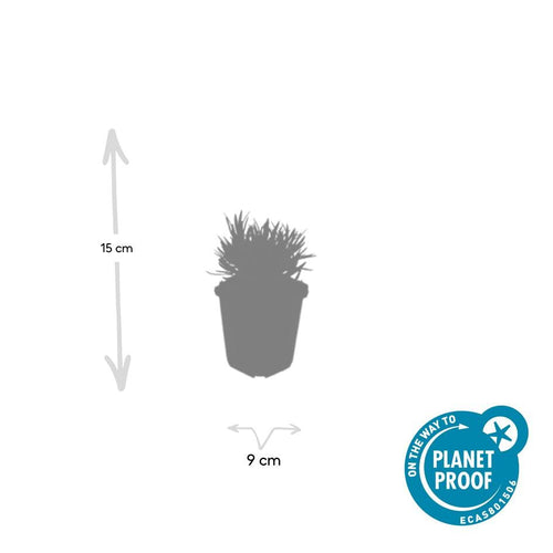 Trendyplants - Lavandula intermedia 'Edelweiss' - 6 stuks - Lavendel - Winterhard - Hoogte 10-30 cm - Potmaat Ø9cm - vtwonen shop