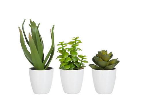 J-Line vetplant/Aloe Vera/Lotus + Pot - kunststof - groen/melamine - small - 3 stuks