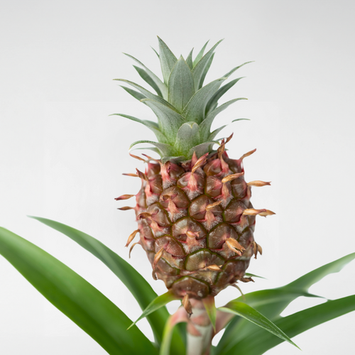 Plant in a Box bloeiende kamerplant Ananas Mi Amigo - hoogte 35-45cm - pot 12cm - vtwonen shop