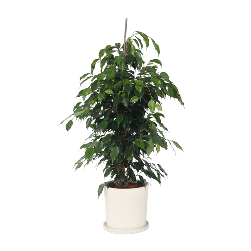 Plant in a Box Ficus benjamina 'Danielle' - Kamerplant - Pot 21cm - Hoogte 100-110cm - vtwonen shop