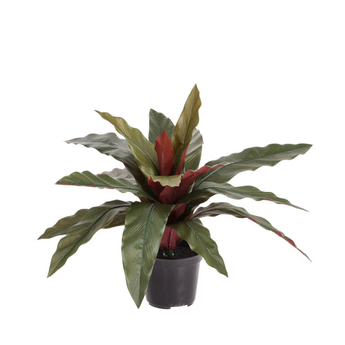 Maxifleur Calathea 30cm Kunstplant groen/rood in kweekpot 10cm
