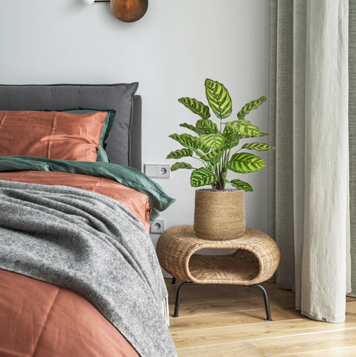 Maxifleur Calathea Makoyana kunstplant 60cm