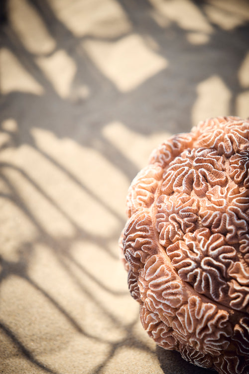 Light & Living deco box+deksel CORAL - Ø20x15.5cm - bruin - vtwonen shop