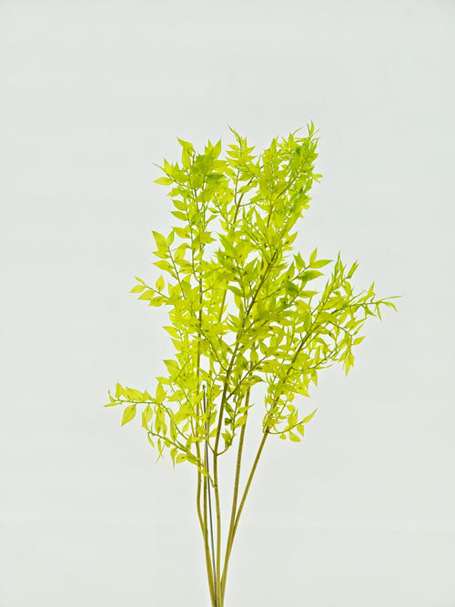 My Flowers.shop Lichtgroene Ruscus droogbloemen | Lengte 65 centimeter | Per 5 takken - vtwonen shop