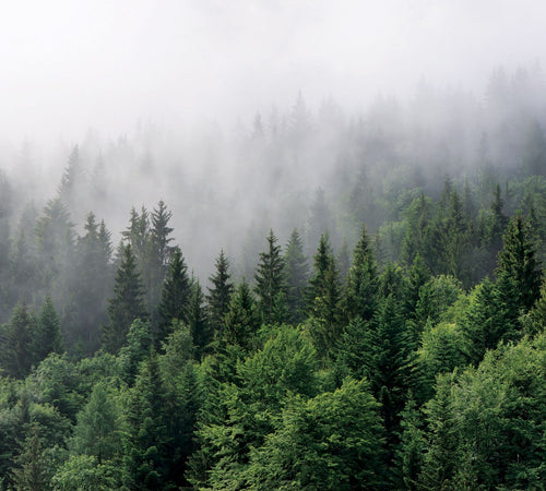 Sanders & Sanders fotobehang berglandschap met bomen groen - 270 x 300 cm - 601174