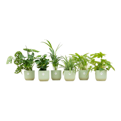 Trendyplants - Verrassingsbox - 6 kamerplanten inclusief elho Vibes Fold Round groen - Hoogte 20-40 cm - Potmaat Ø14cm - vtwonen shop