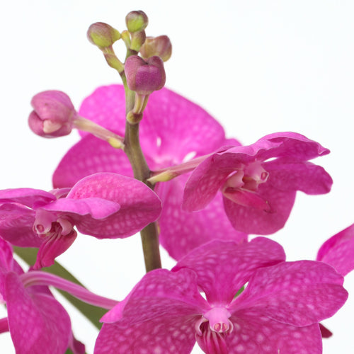 Plant in a Box Vanda Orchidee in vaas cerise - Hoogte 40-50cm - vtwonen shop