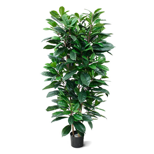 Maxifleur Ficus Cyathistipula deluxe kunstplant 160cm