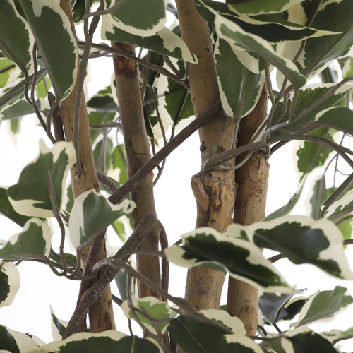 Mica Decorations Ficus Kunstplant - H150 x Ø75 cm - Groen Bont - vtwonen shop