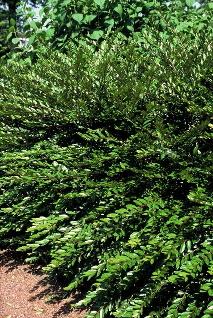 Trendyplants - Lonicera pileata 'Purple Pearl' - 24 stuks - Struikkamperfoelie - Winterhard - Hoogte 10-30 cm - Potmaat Ø9cm - vtwonen shop