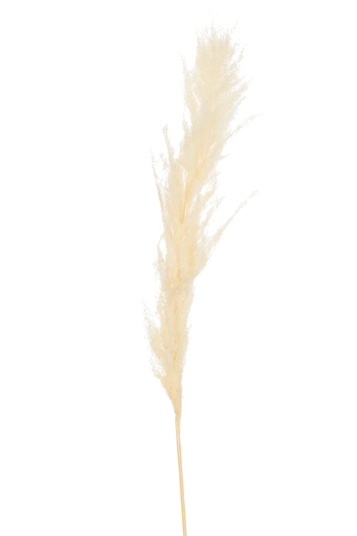 J-Line decoratie tak Pluim Pampasgras - riet - ecru - medium - 12 stuks